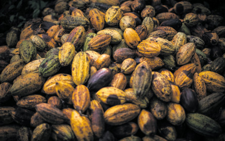 Fairtrade erhöht den Kakaomindestpreis