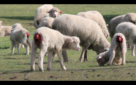 Einkaufscheck Merinowolle: Wenig Firmen können grausames „Mulesing“ ausschließen