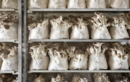 Hermann stellt auf eigenenes Substrat für Pilzzucht um