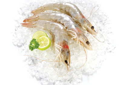 Alpengarnelen „made in Tirol“ jetzt bei Metro Innsbruck, Dornbirn und Salzburg