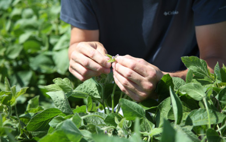 Erstmals über 200.000 Tonnen Soja in Österreich geerntet