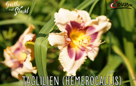 Garteln mit Starkl in Zeiten von Cocooning