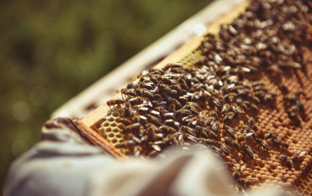 Hofer-Imker beeindrucken „2 Minuten 2 Millionen“-Juroren