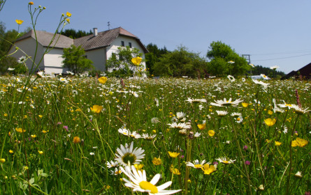 Bio-Dachverband fordert von EU-Kommission Verschiebung der neuen EU-Bio-Verordnung