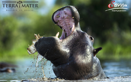 Neunfache Auszeichnung für Produktionen von Terra Mater