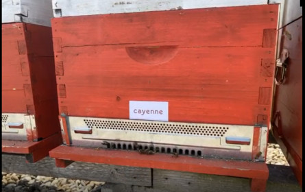 Bienenstöcke mitten in Wien am Dach des Agentur Cayenne