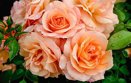 bellaflora: Duftende Pflanzengrüsse zum Muttertag auf der Beliebtheitsskale ganz oben