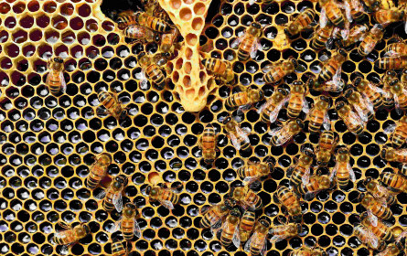 Gemeinsam gegen das Bienensterben