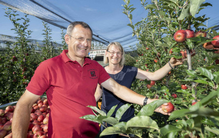 Apfelernte fällt heuer etwas kleiner aus