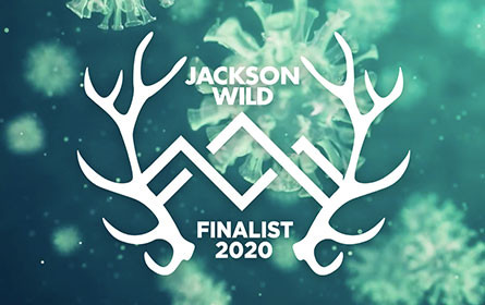 Nominierungsregen für Terra Mater Factual Studios