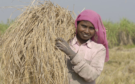 Auftakt für Fairtrade Reis-Kampagne am 15. Oktober 2020