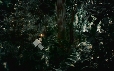 Obscura & Greenpeace machen auf die Zerstörung der Umwelt aufmerksam