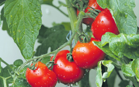 Wo das Gemüse herkommt