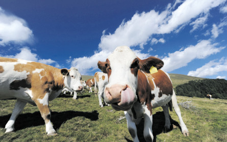 Frisch von der Alm bis vor die Wohnungstür