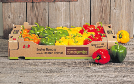 Sonnengemüse hat wieder Saison