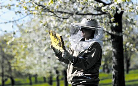 Metro schützt die Bienen