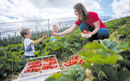 Selbstpflücken liegt im Trend