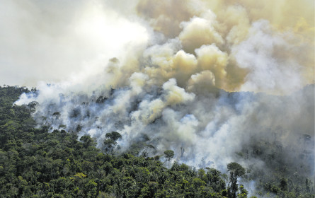 Bier gegen Urwaldsterben