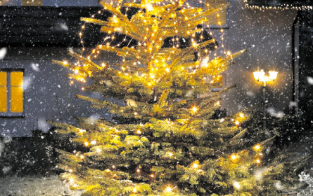 Per Knopfdruck zur Tanne der Wahl