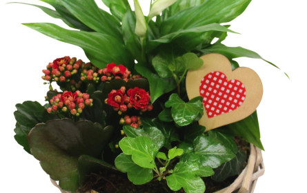 CO2-neutrale Valentinsgrüße: Mit den Fairtrade-Edelrosen zum Hofer-Preis