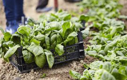 Lidl entwickelt ersten Biodiversitätsstandard für konventionelle Landwirtschaft