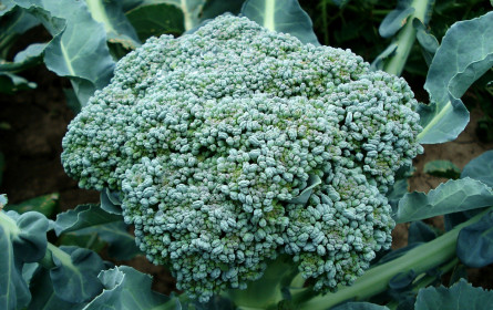 VKI kürt die „ärgerlichsten Lebensmittelprodukte des Jahres"