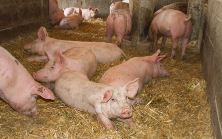 Heute ist der Tag des Schweins: Wie werden Österreichs Schweine gehalten?