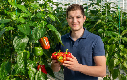 Erstes regionales Gemüse der Saison bei Billa, Merkur, Adeg und Penny