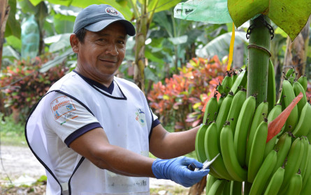 Fairtrade-Grundgehalt für Beschäftigte auf Bananen-Plantagen