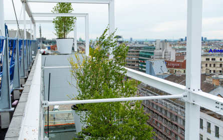 Ikea: „Die Bäume kommen”