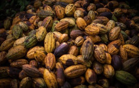 Fairtrade-Bilanz 2020: fairer Handel legt im Krisenjahr zu