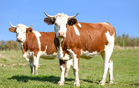 Milchbranche: Kostengerechte Erzeugerpreise für Nachhaltigkeit entscheidend