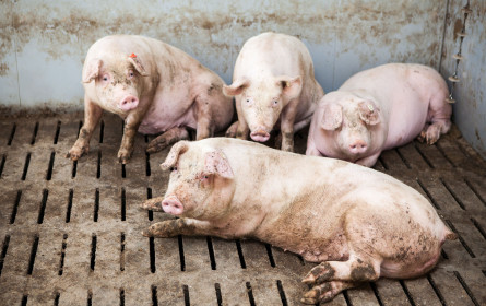 Vier Pfoten-Appell: Hände weg von Billig-Grillfleisch