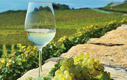 Wein Guide Weiß 2021