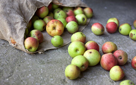 WWF-Report: 40 Prozent der weltweit produzierten Lebensmittel werden verschwendet