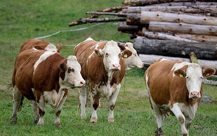 Molkereien fordern vom Handel "dringend Preiserhöhung" ein