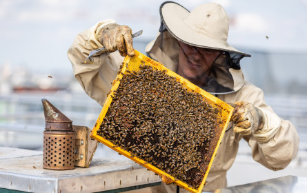 „Projekt 2028“: Hektar Nektar bekommt Unterstützung vom Kaufhaus Gerngross