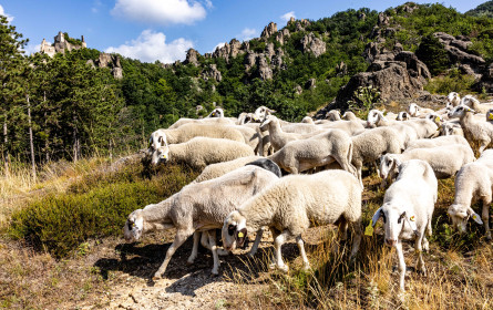 In der Wachau sind die Schafe los