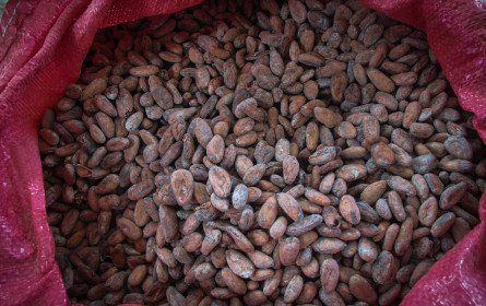 Weltmarkt für Kakao: Viel Licht, aber auch viel Schatten