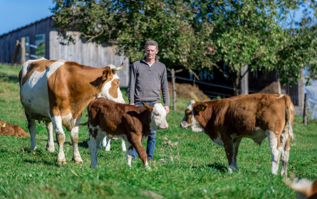 Weniger Kälber auf der Straße