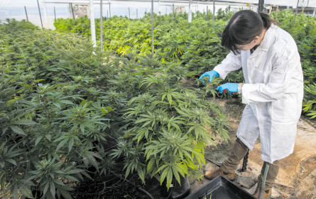 Stada macht in Cannabis