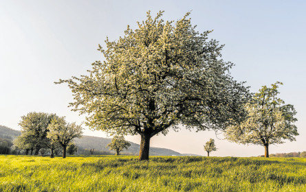 Regionalität im Branchendiskurs