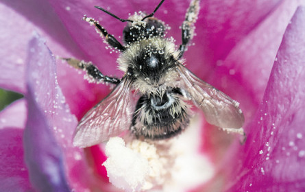 Spar schützt die Bienen