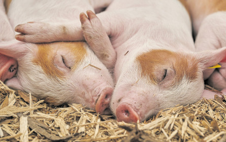 Sündiger Osterschinken