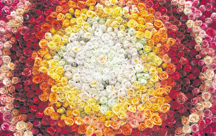 Laufend versorgt mit Tulpen und Co.