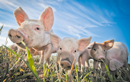 Schinken hat sich auch 2020 bewährt