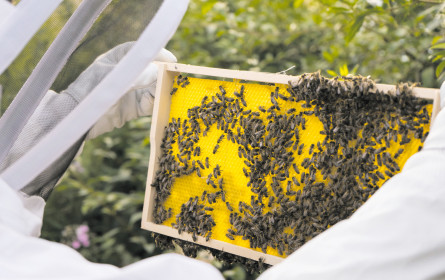 Metro und die Honigbiene