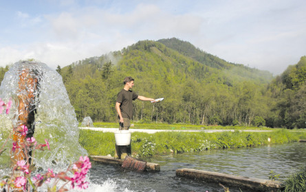 Frische ist das oberste Gebot bei Eisvogel