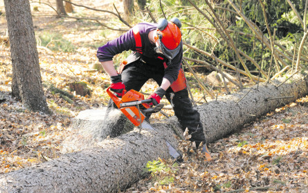 Internationaler Holztag gibt sich gar nicht spröde