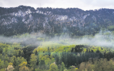 Als Verbraucher steht man nicht hilflos im Wald